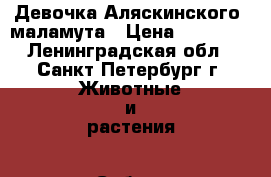  Девочка Аляскинского  маламута › Цена ­ 30 000 - Ленинградская обл., Санкт-Петербург г. Животные и растения » Собаки   